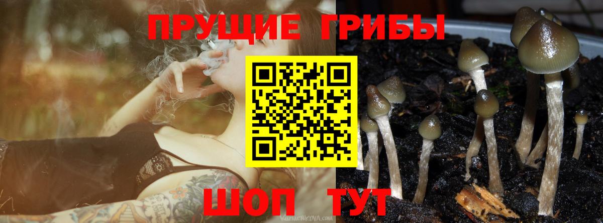 Зеленогорск  Псилоцибиновые грибы Psilocybine cubensis  Вход с VPN 